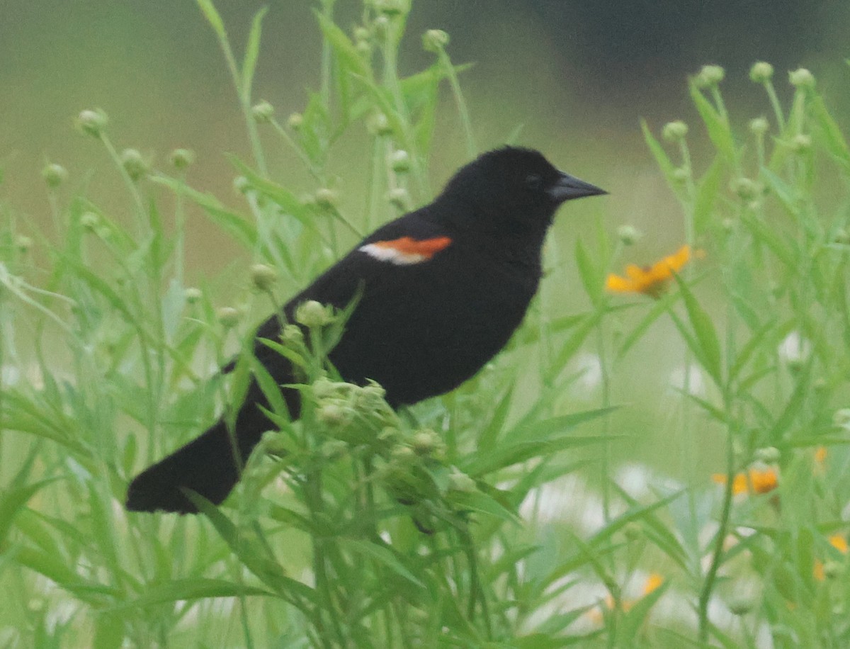 Red-winged Blackbird - ML620171038