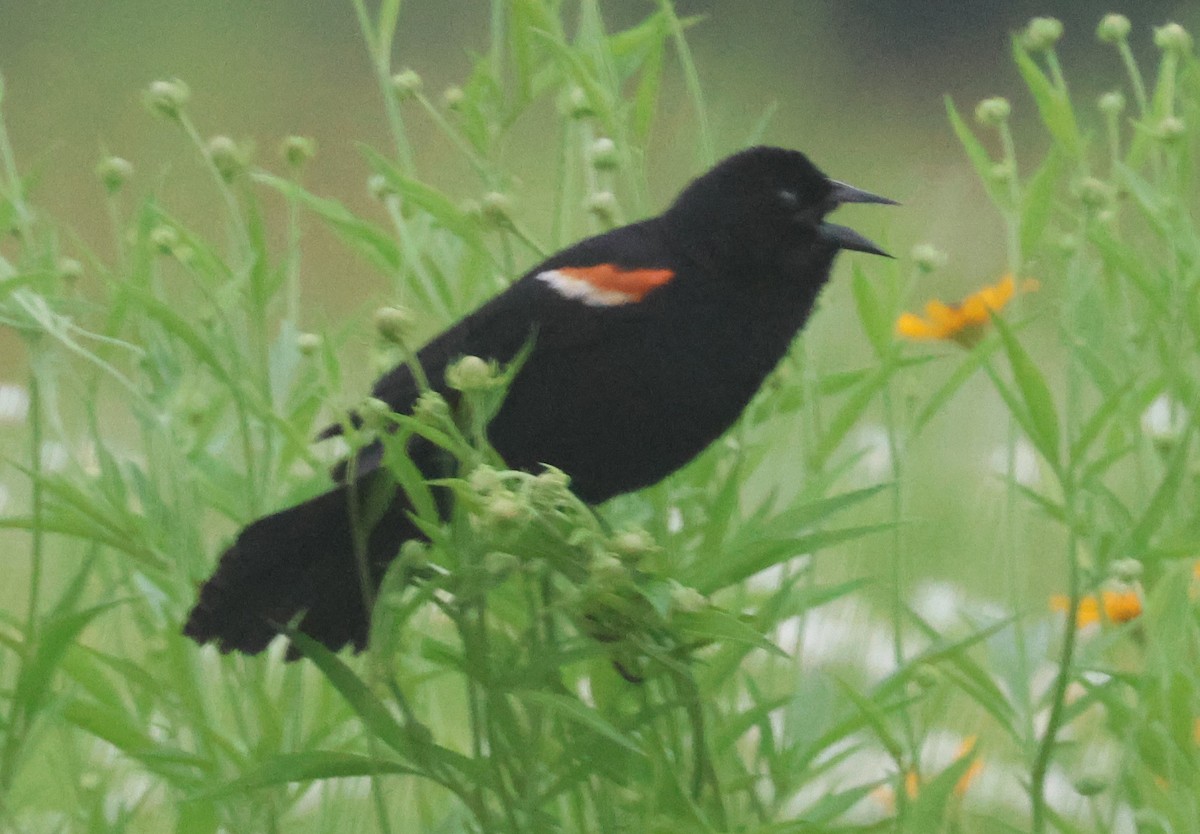 Red-winged Blackbird - ML620171039