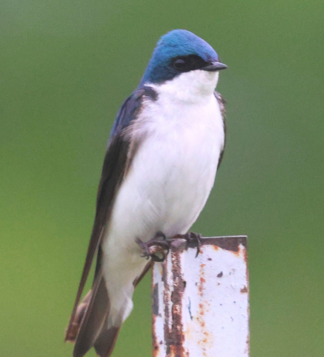 Tree Swallow - ML620171046