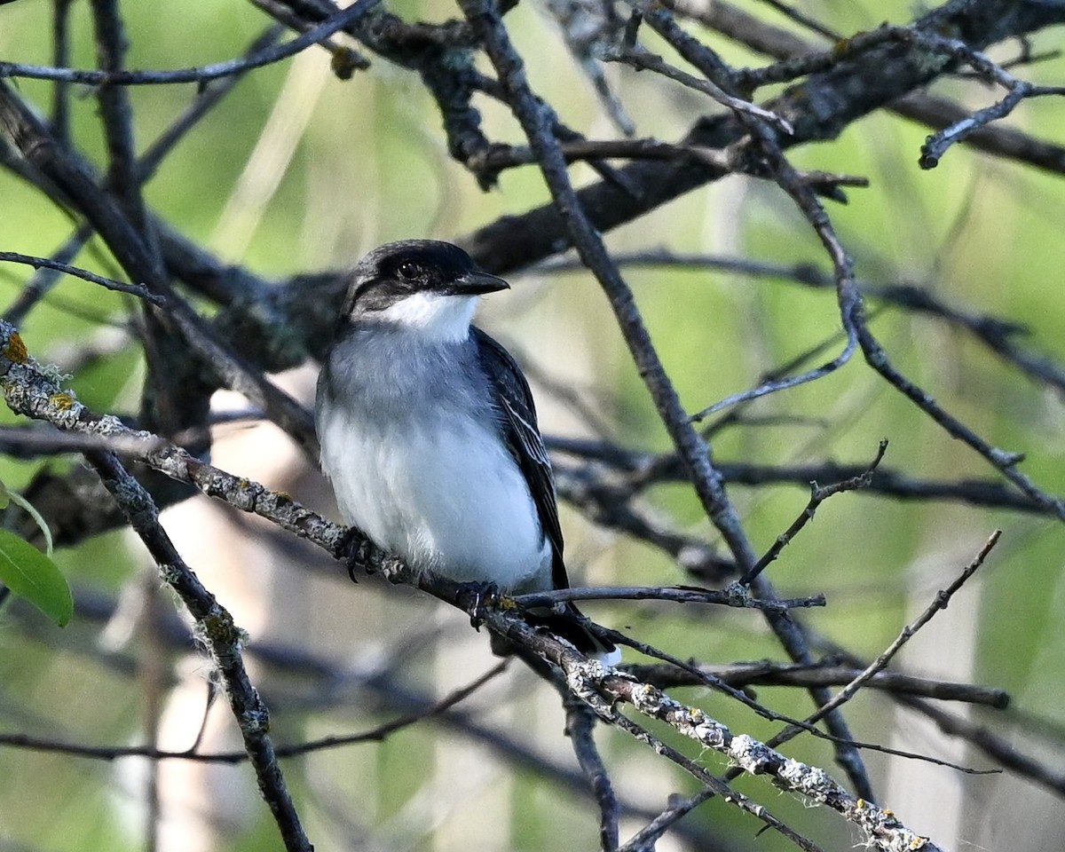 Eastern Kingbird - ML620171061