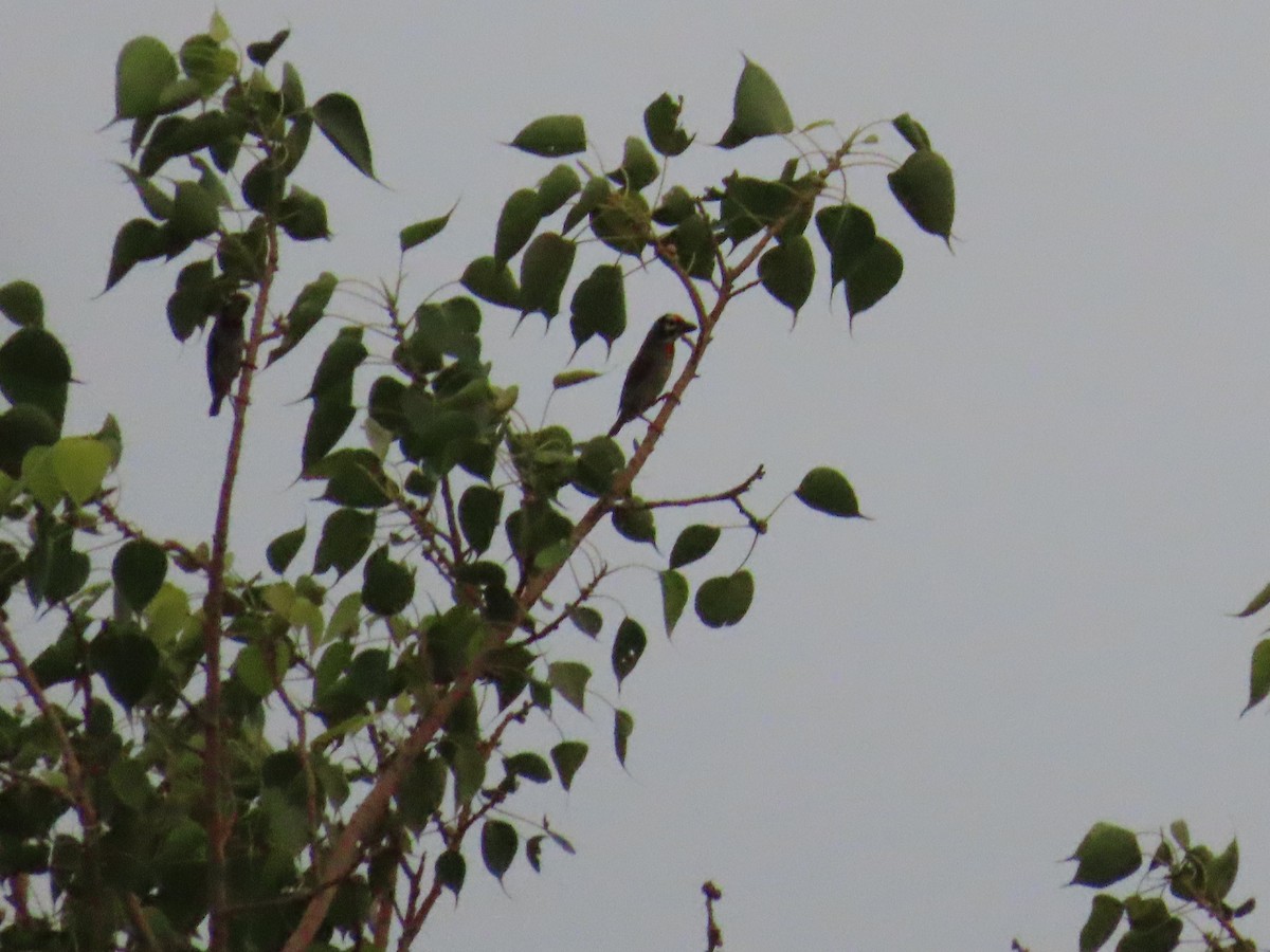 Coppersmith Barbet - ML620171076