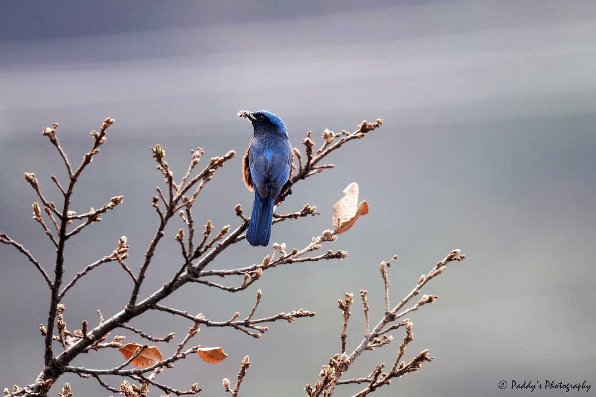 Blue-capped Rock-Thrush - ML620171083