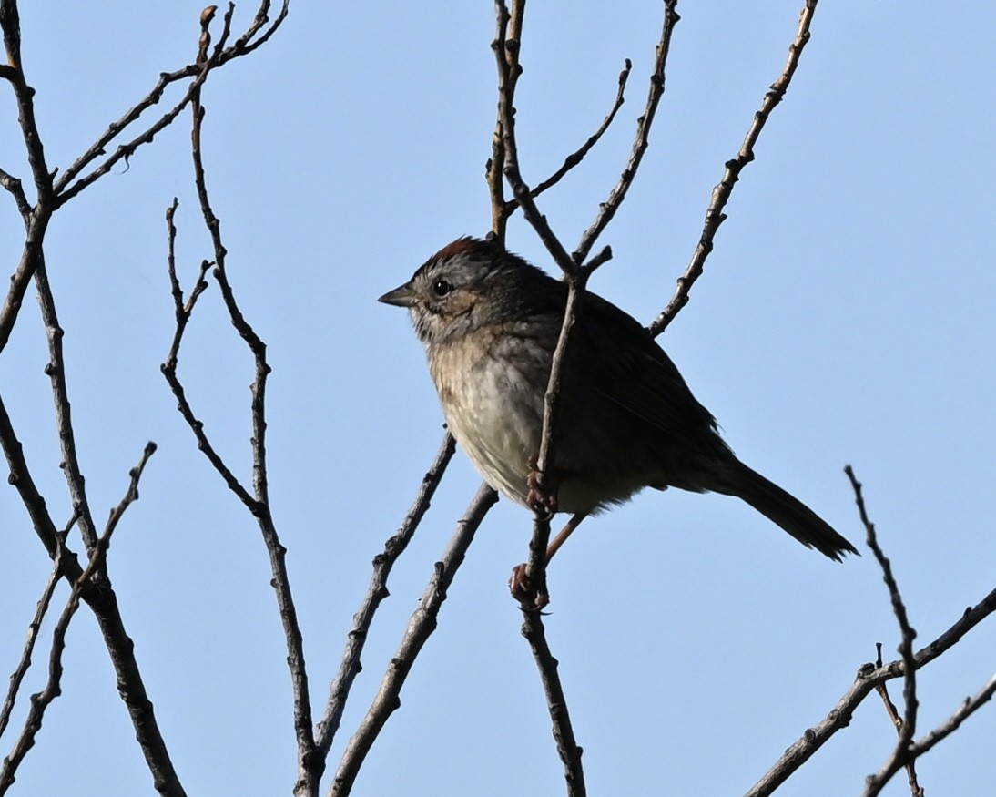 Swamp Sparrow - ML620171095