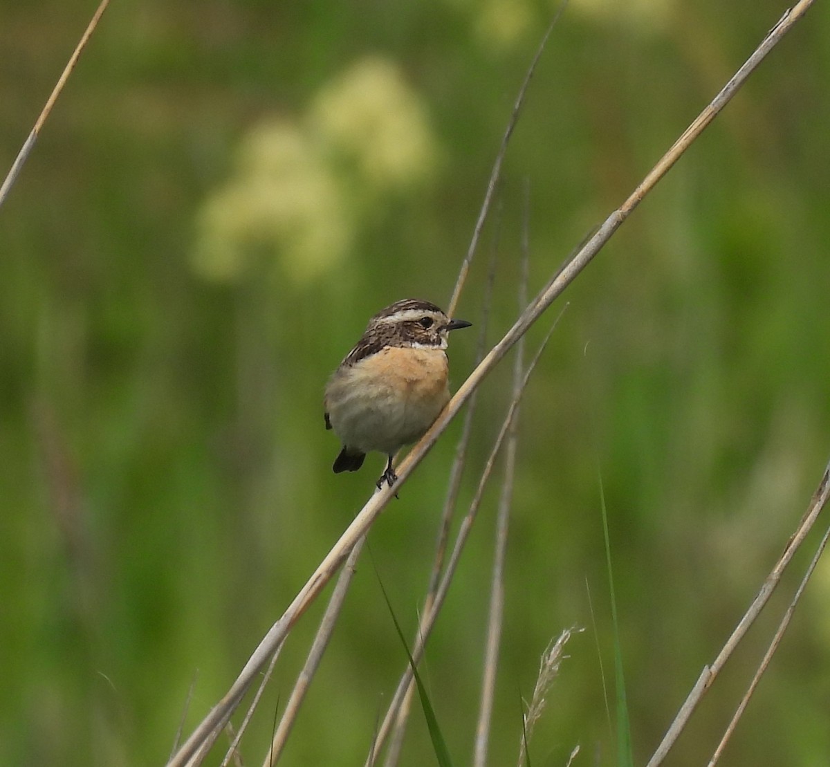Whinchat - ML620171098