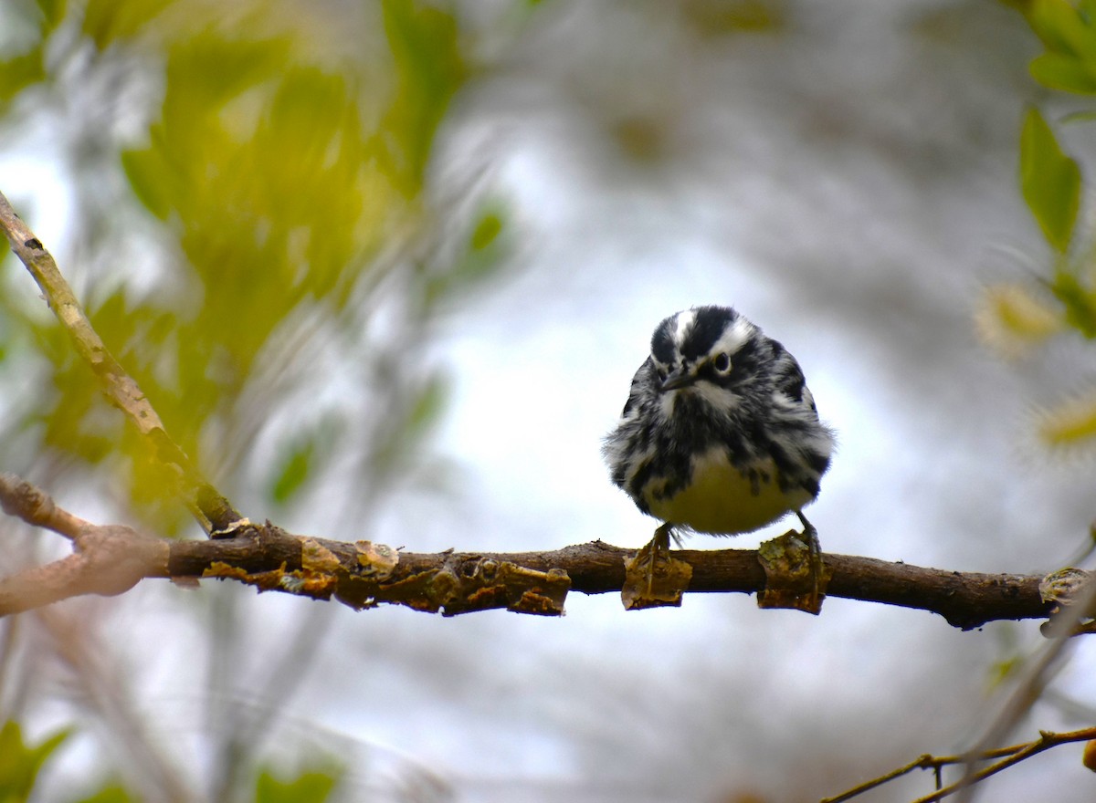 Black-and-white Warbler - ML620171104
