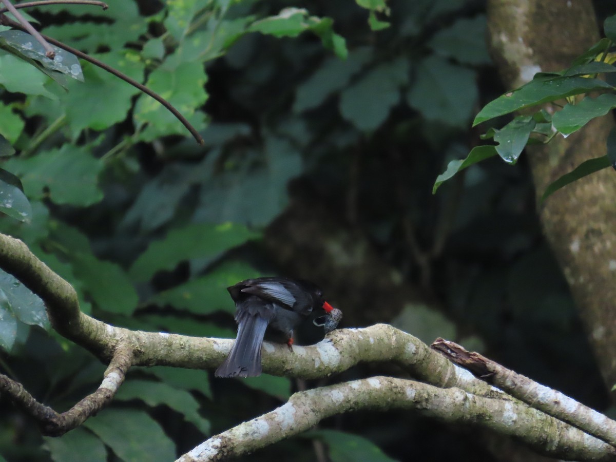 Black Bulbul - ML620171106