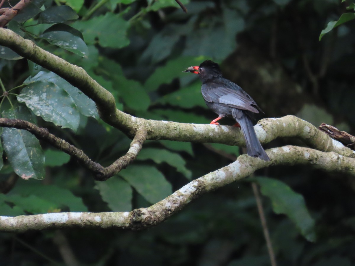 Black Bulbul - ML620171108