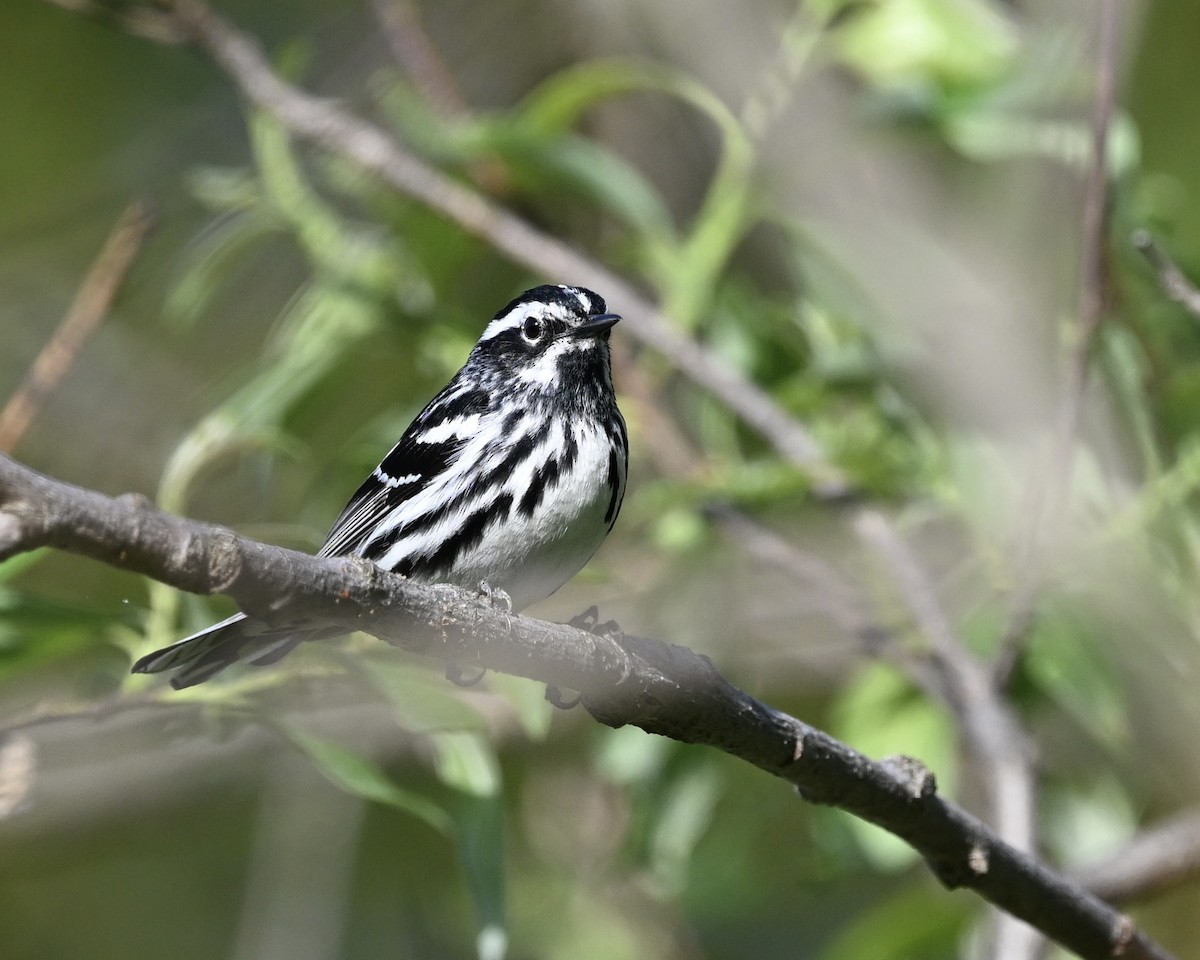 Black-and-white Warbler - ML620171111
