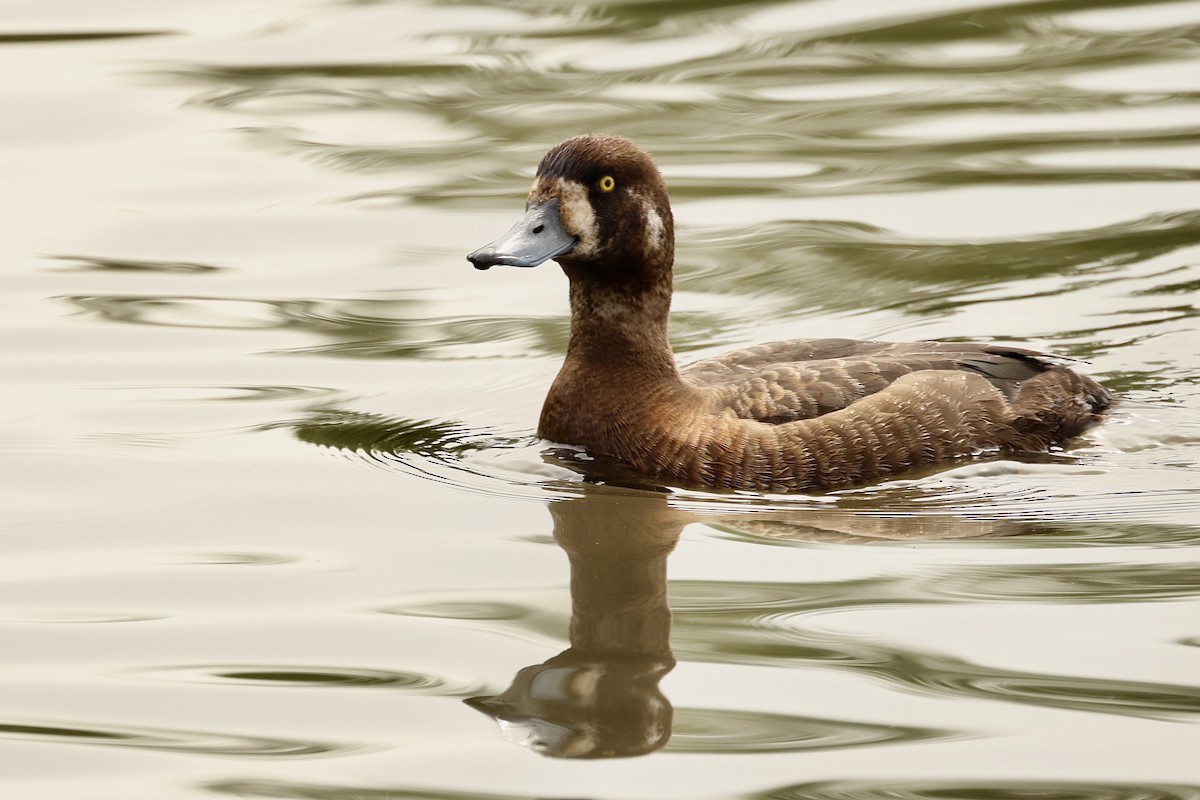 Greater Scaup - ML620171113