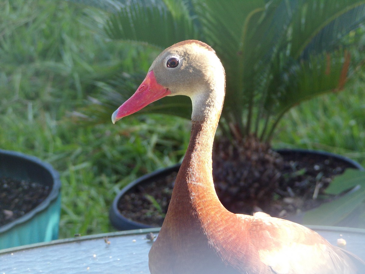 Black-bellied Whistling-Duck - ML620171116