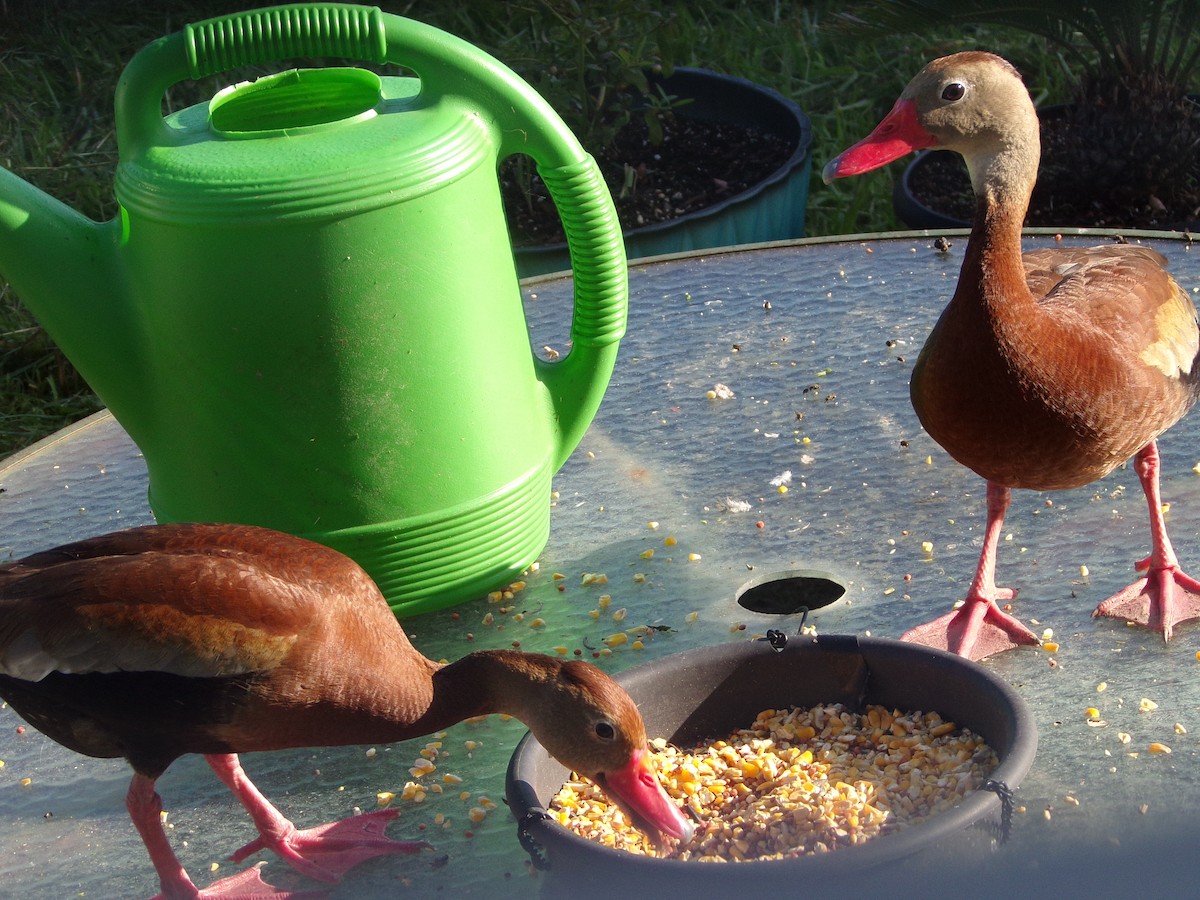 Black-bellied Whistling-Duck - ML620171118