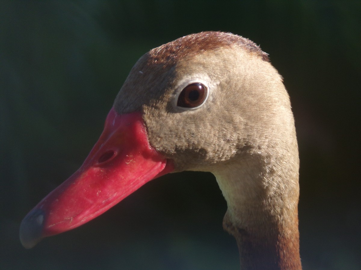 Black-bellied Whistling-Duck - ML620171121