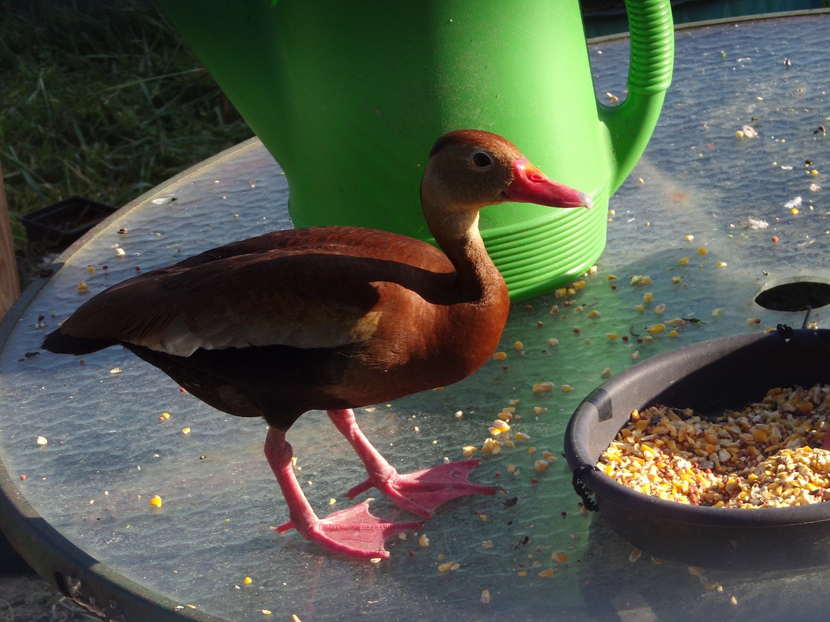 Black-bellied Whistling-Duck - ML620171123