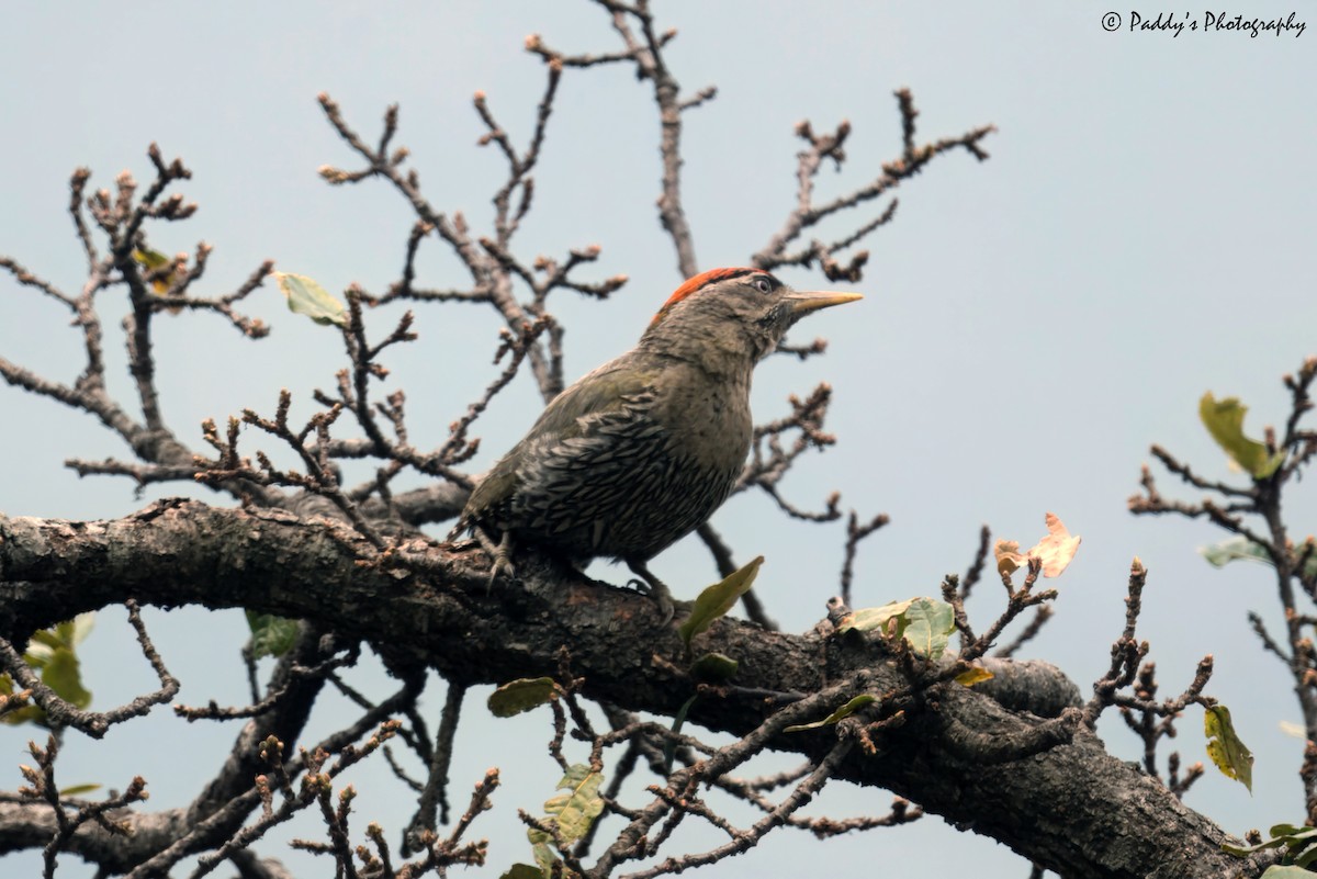 Scaly-bellied Woodpecker - ML620171124