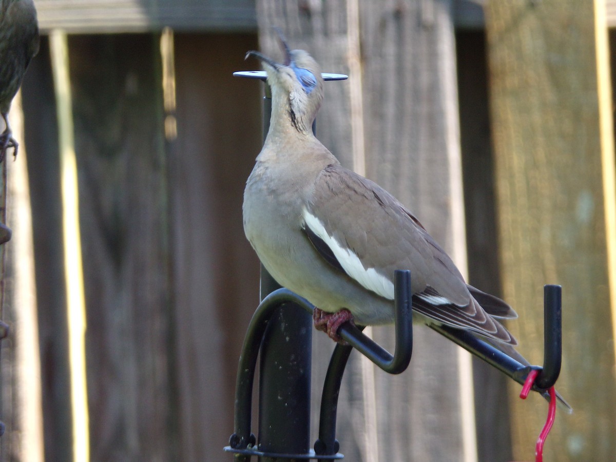 White-winged Dove - ML620171139