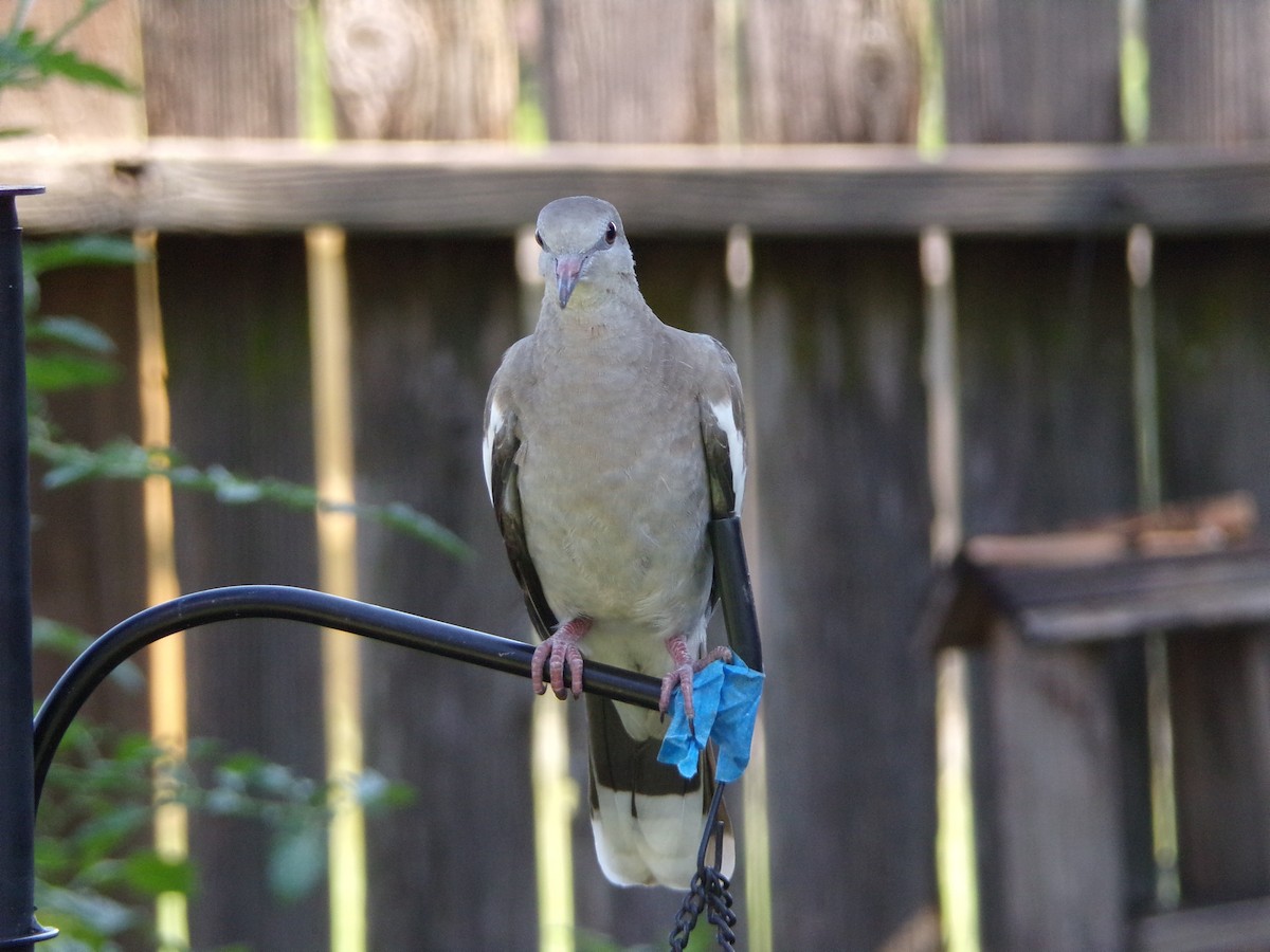 White-winged Dove - ML620171141