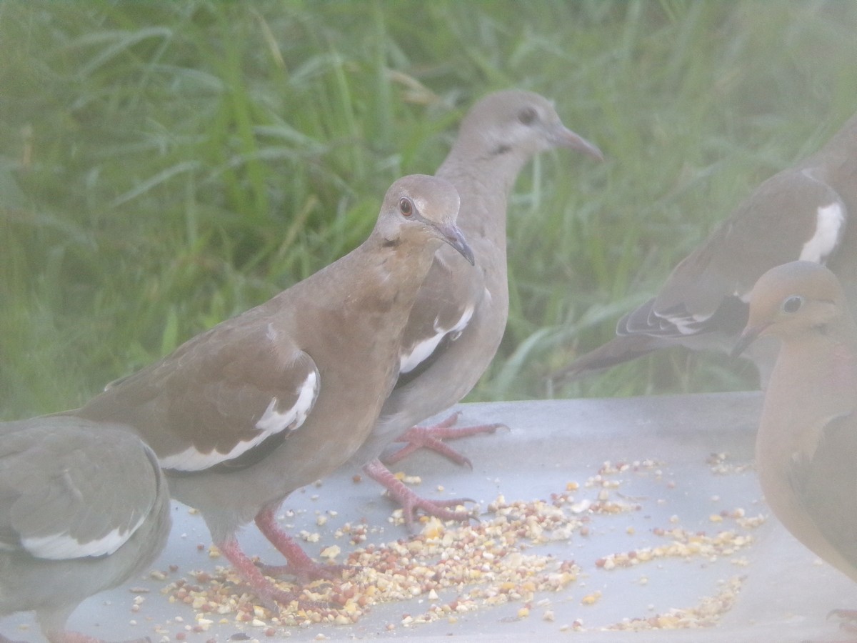 White-winged Dove - ML620171144