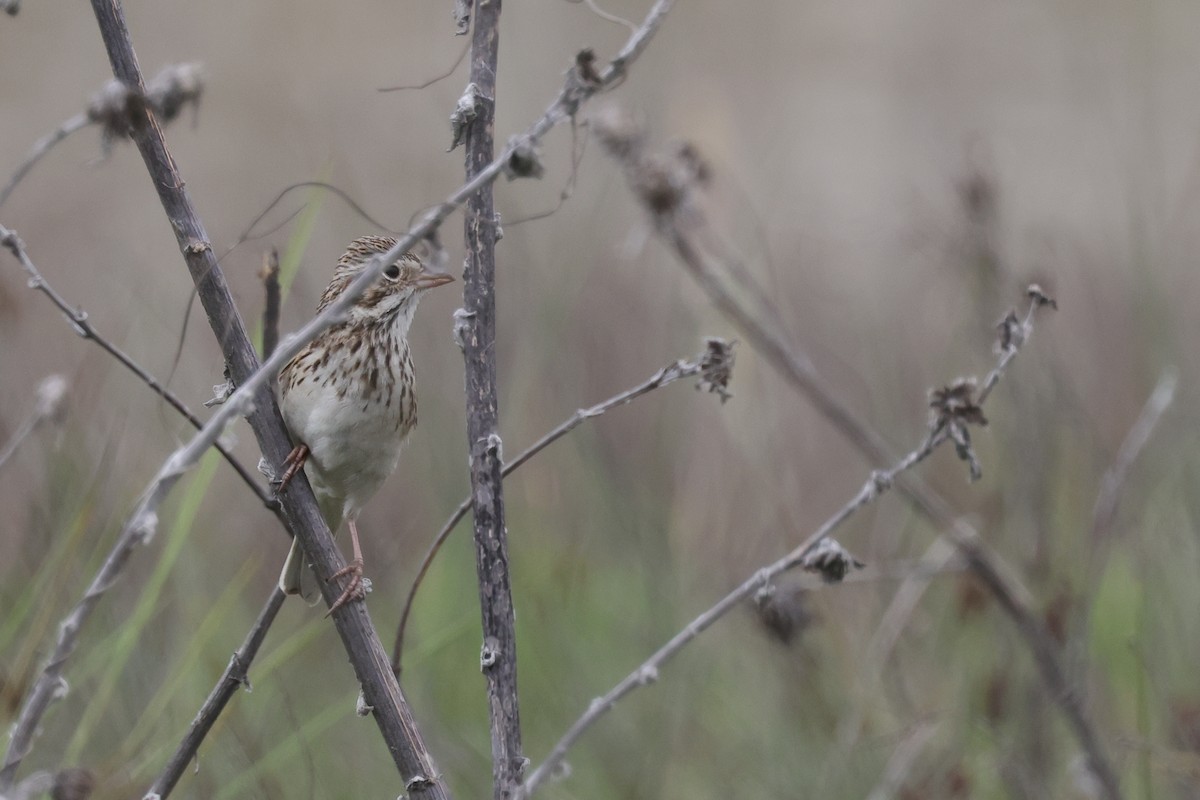 Vesper Sparrow - ML620171148