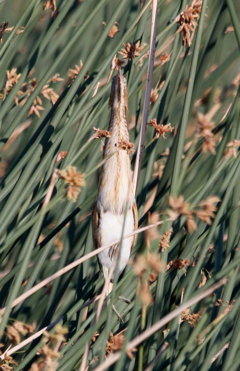 Least Bittern - ML620171176