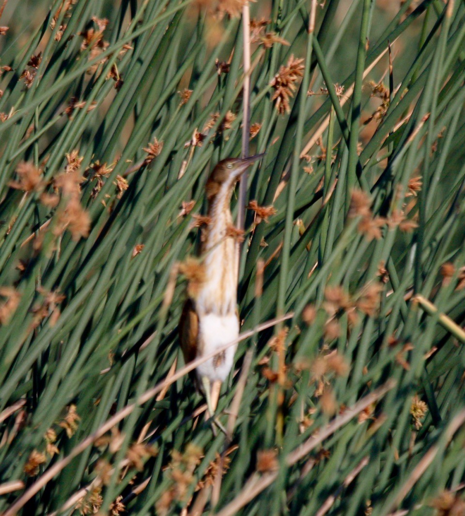 Least Bittern - ML620171177