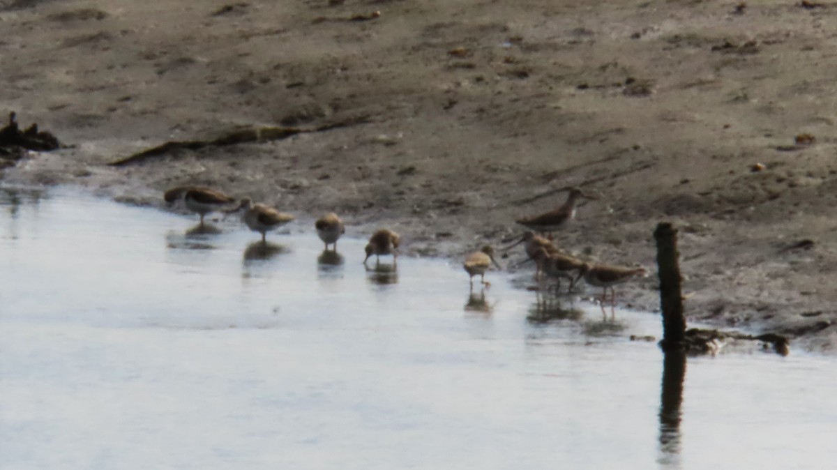 Terek Sandpiper - ML620171178