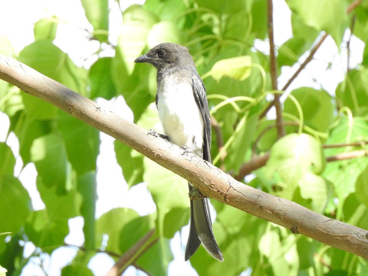 White-bellied Drongo - ML620171182