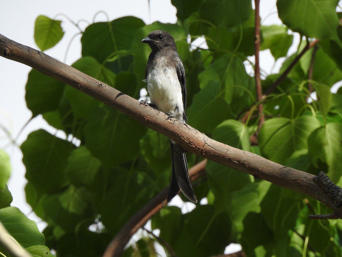 Drongo à ventre blanc - ML620171184