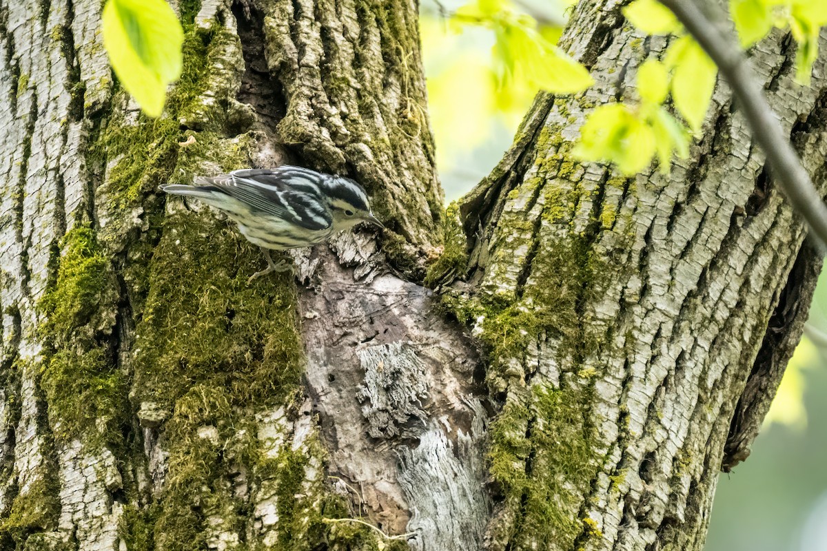 Black-and-white Warbler - ML620171188