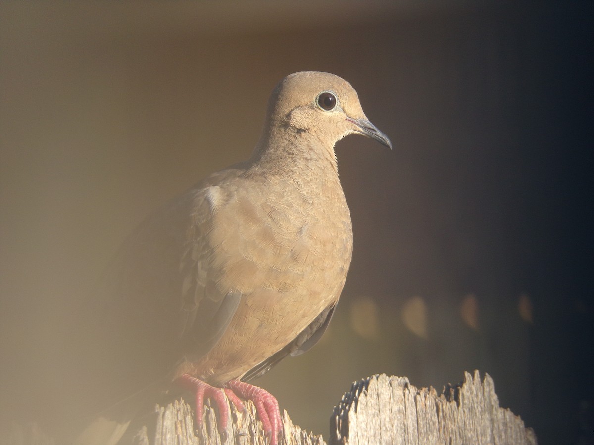 Mourning Dove - ML620171190