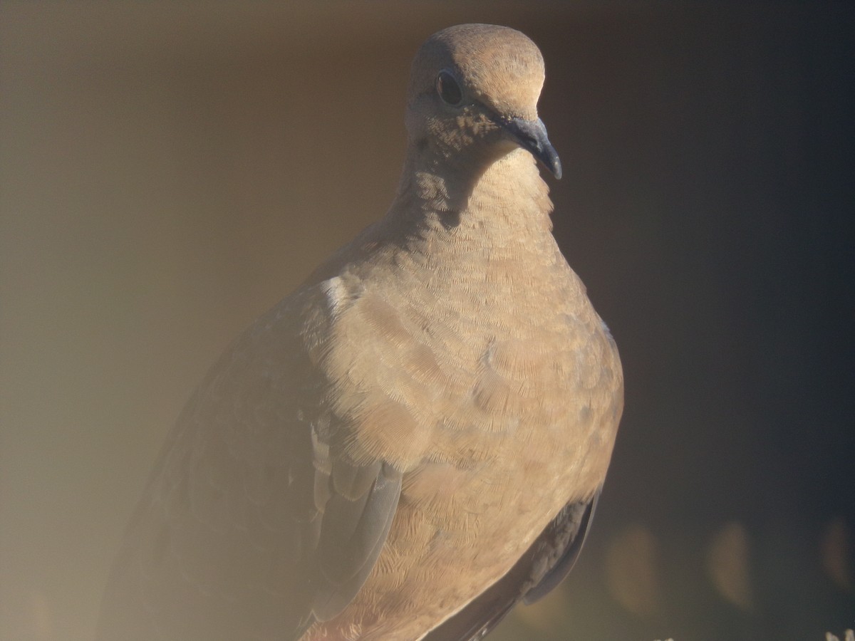 Mourning Dove - ML620171192