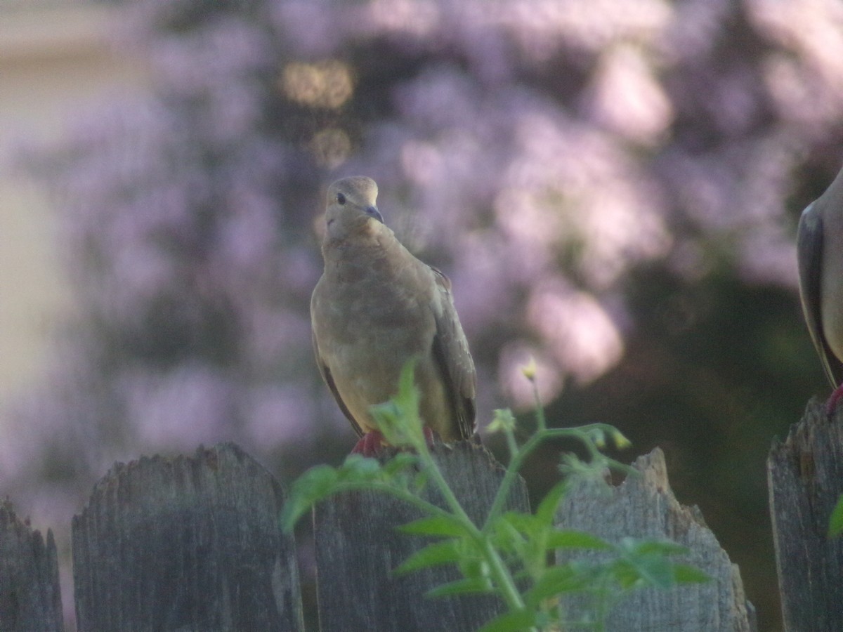 Mourning Dove - ML620171194