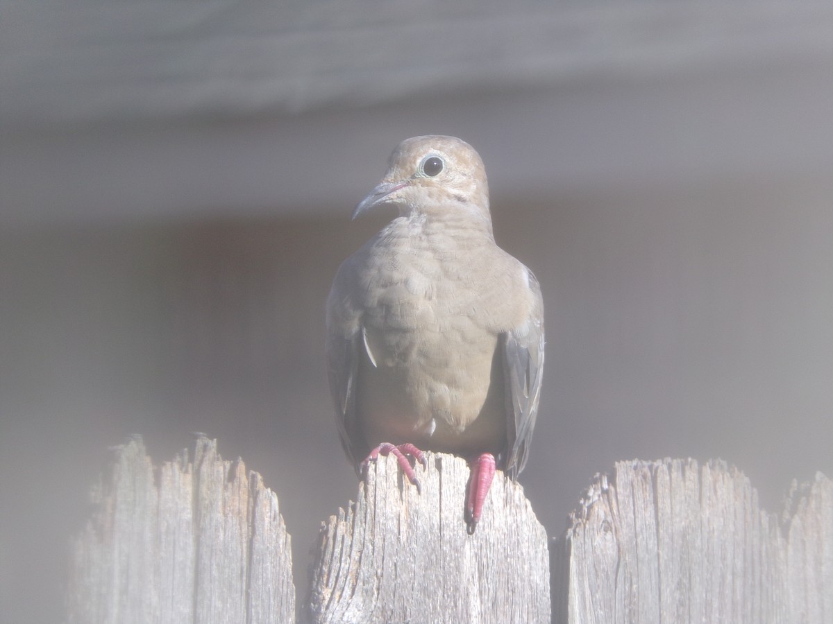 Mourning Dove - ML620171204