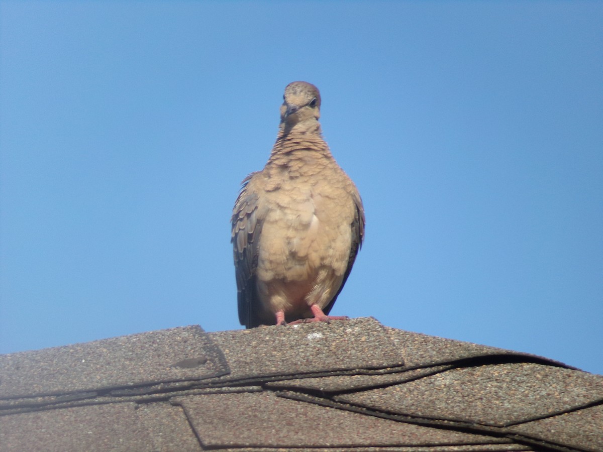 Mourning Dove - ML620171207