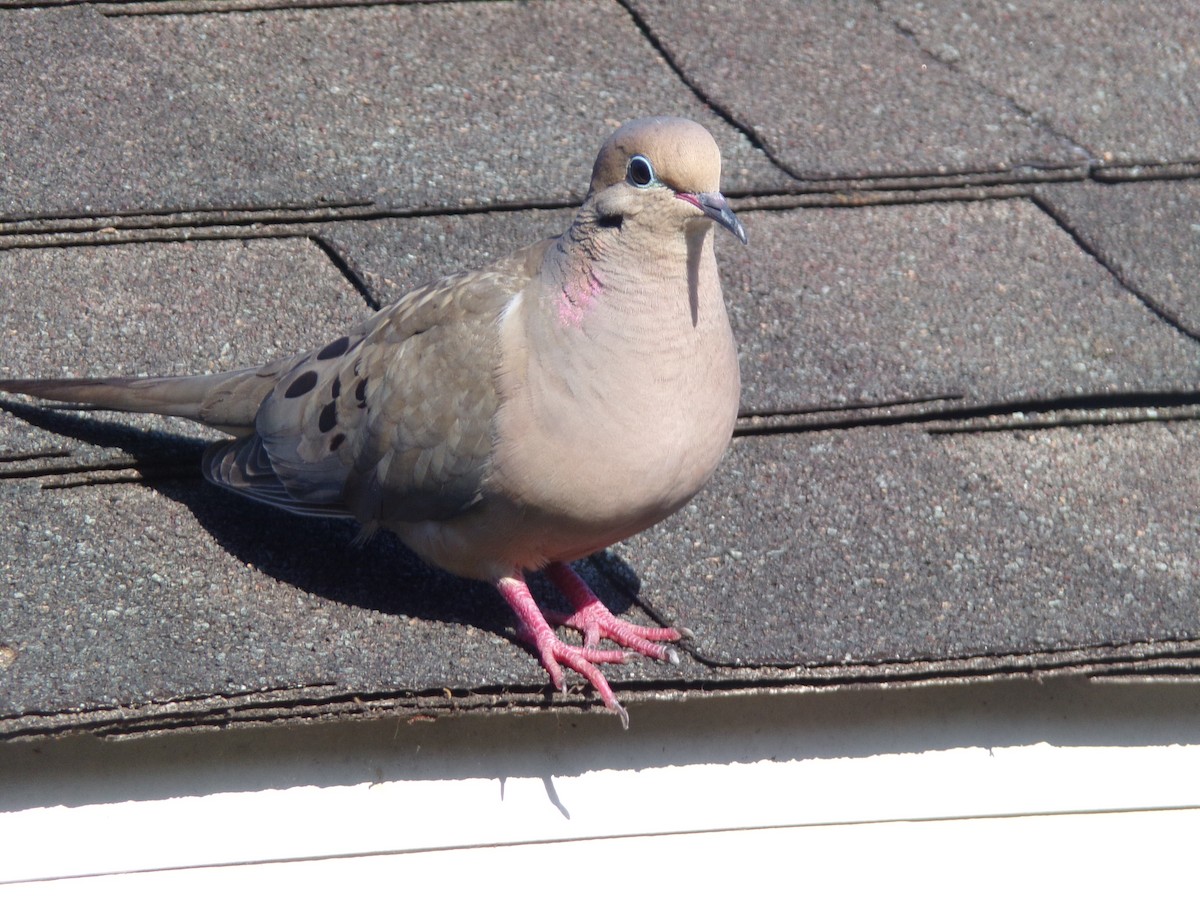 Mourning Dove - ML620171209