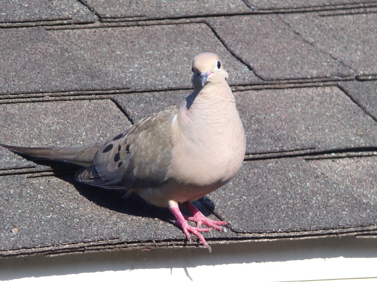 Mourning Dove - ML620171210