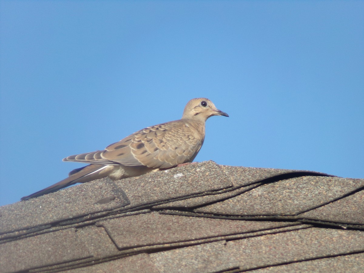 Mourning Dove - ML620171212