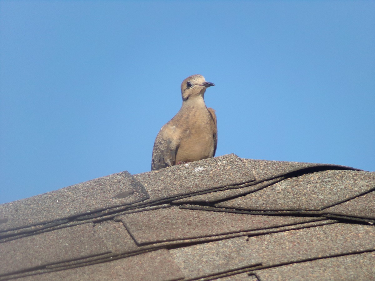 Mourning Dove - ML620171213