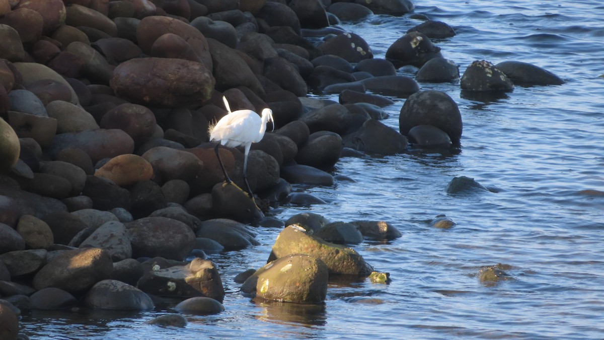 Little Egret - ML620171214