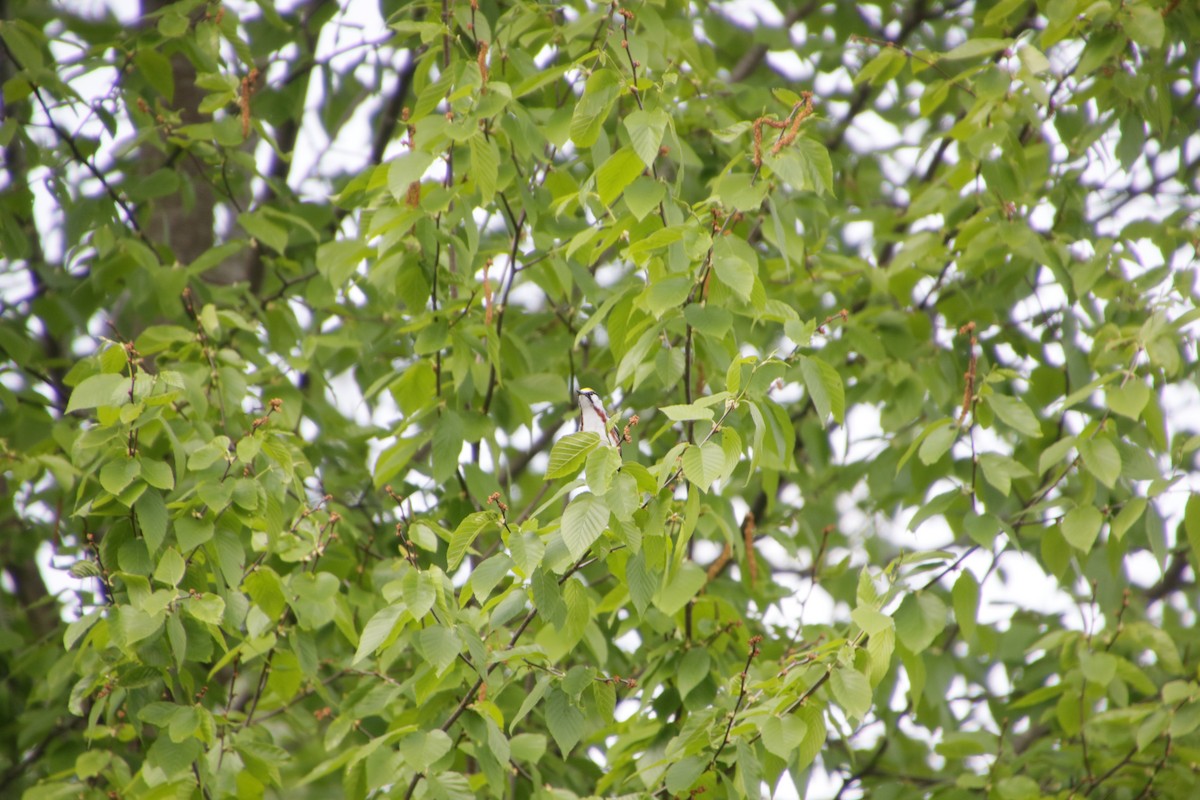 Chestnut-sided Warbler - ML620171215