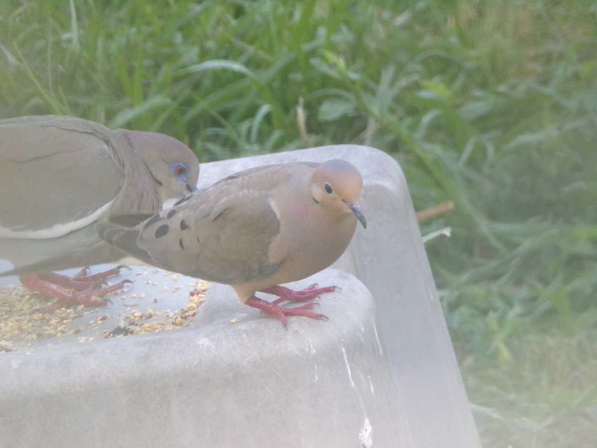 Mourning Dove - ML620171232