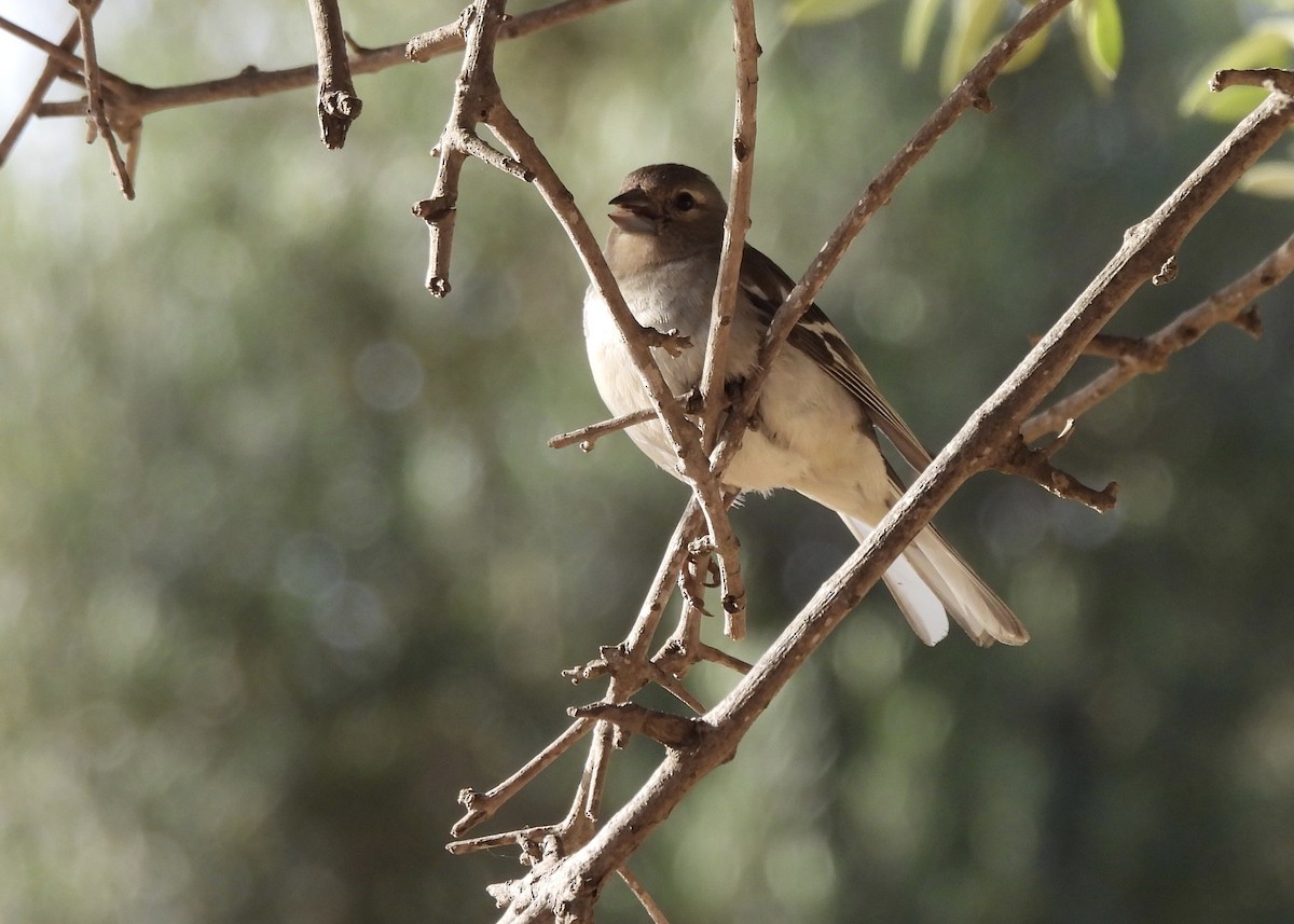 Common Chaffinch - ML620171235