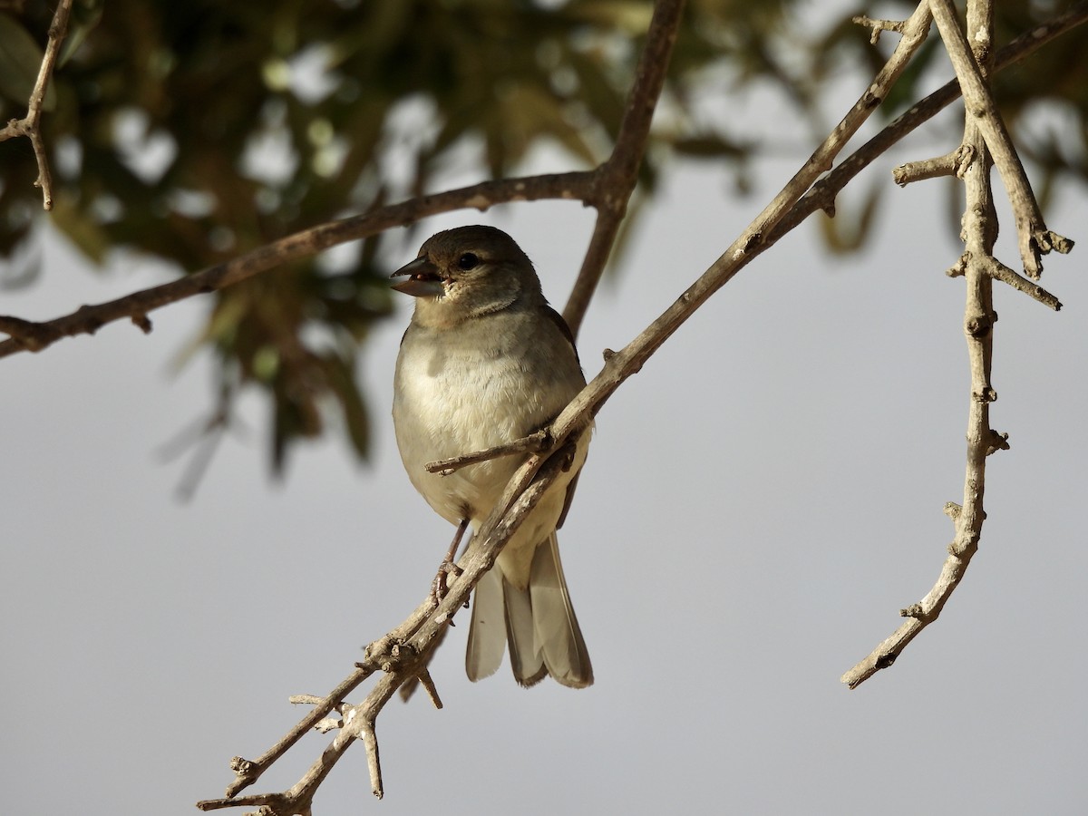 Common Chaffinch - ML620171238