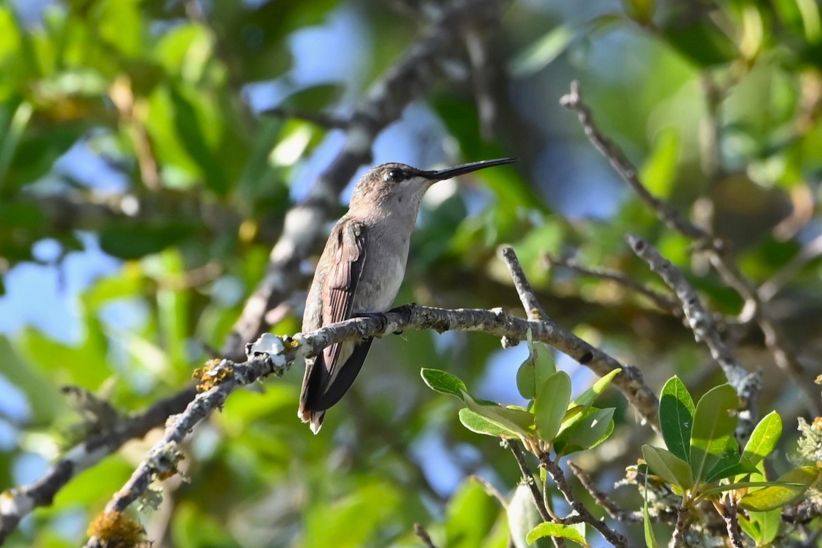 Black-chinned Hummingbird - ML620171245