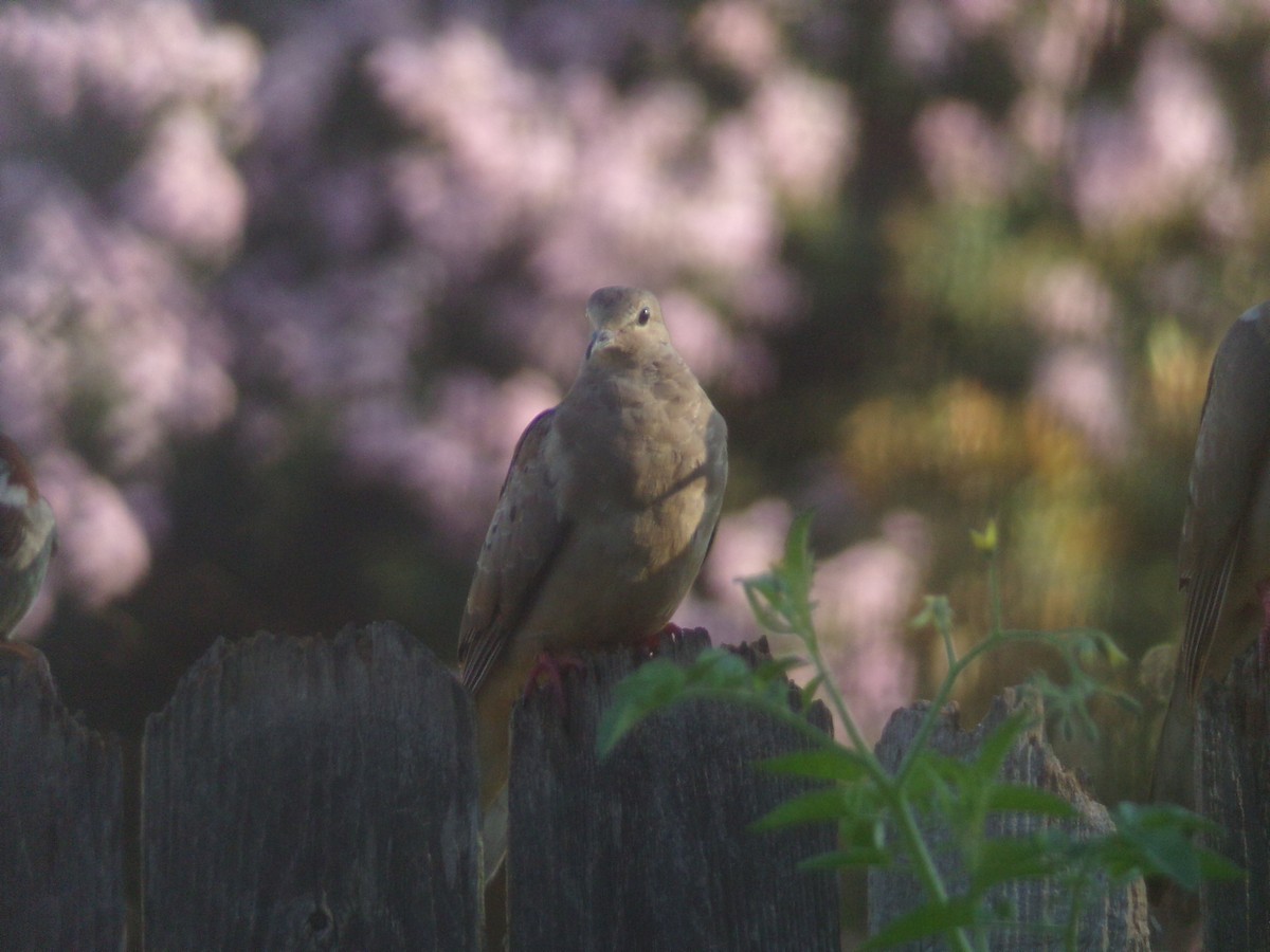 Mourning Dove - ML620171247