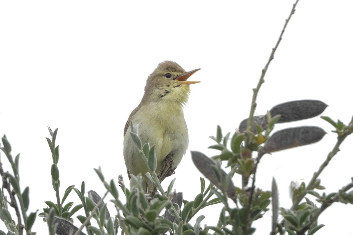 Melodious Warbler - ML620171250