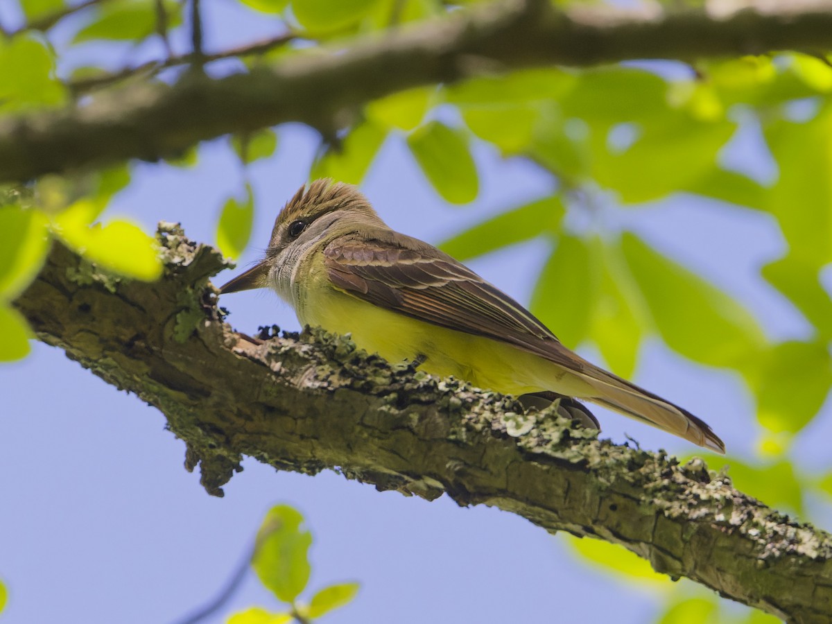 Great Crested Flycatcher - ML620171255