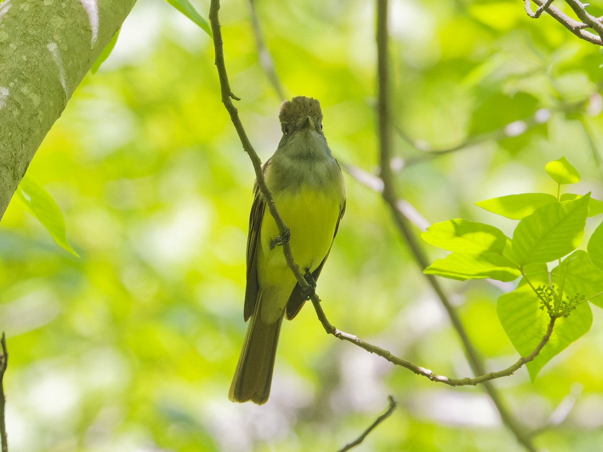 Great Crested Flycatcher - ML620171257