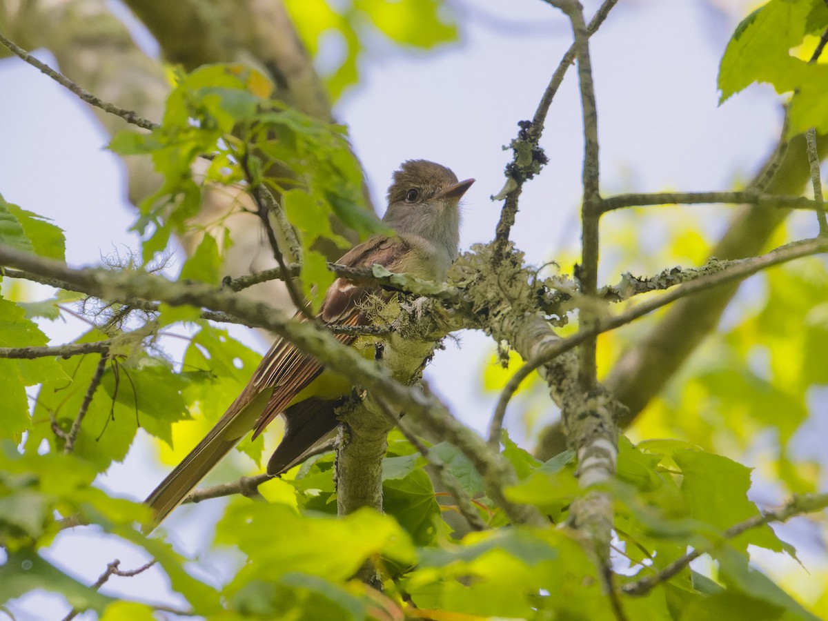 Great Crested Flycatcher - ML620171258