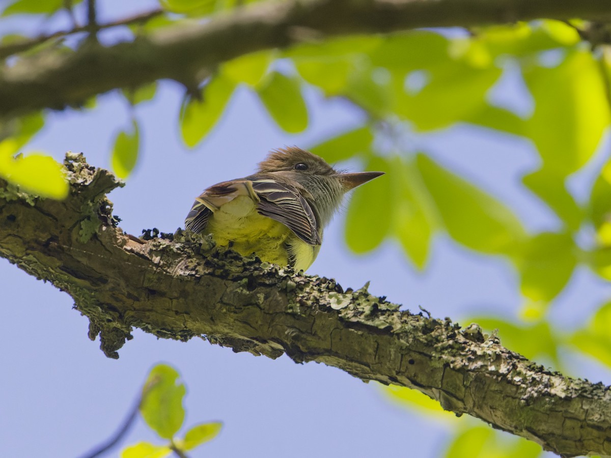 Great Crested Flycatcher - ML620171260