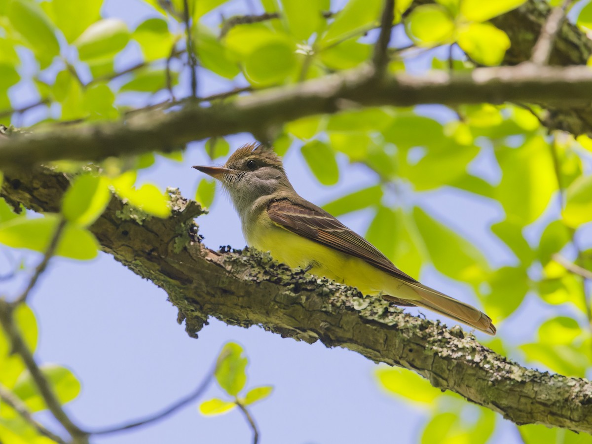 Great Crested Flycatcher - ML620171261